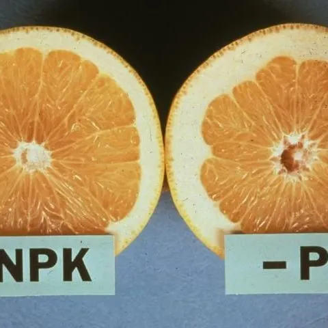 thumbnail for publication: Phosphorus (P) for Citrus Trees